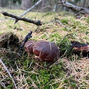 Bay Bolete