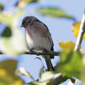 Common Redpoll