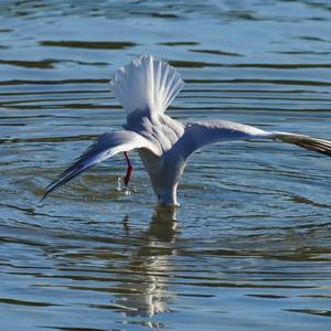 Black-headed Gull