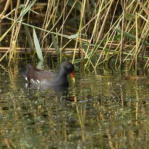 Common Moorhen