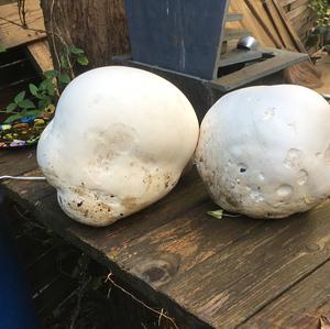 Giant Puffball