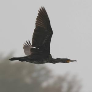 Great Cormorant