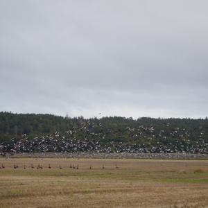 Canada Goose