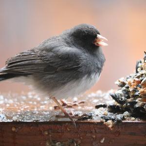 Dark-eyed Junco