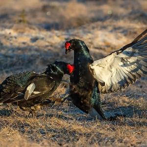 Black Grouse