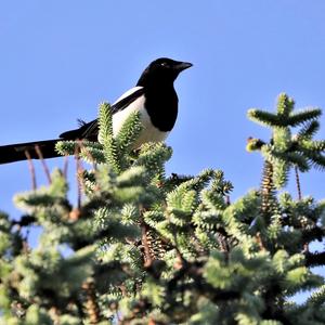 Black-billed Magpie