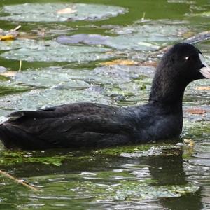 Common Coot