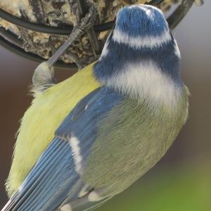 Blue Tit