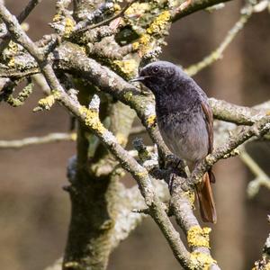 Black Redstart