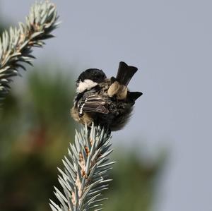 Coal Tit