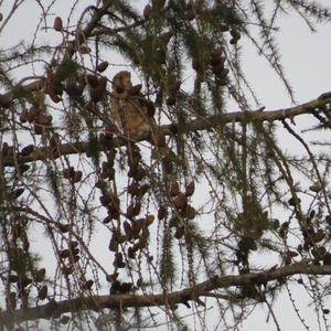 Common Kestrel