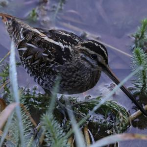 Common Snipe