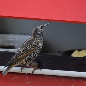 Common Starling