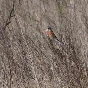 Eurasian Linnet