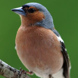 Eurasian Chaffinch