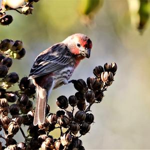 House Finch