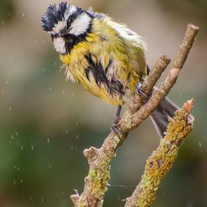 Blue Tit