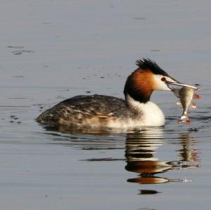 Great Crested Grebe