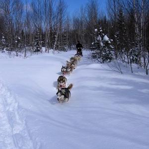 Siberian Husky