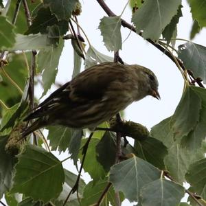 Common Redpoll