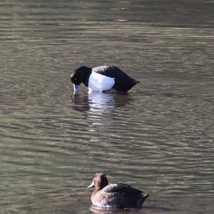 Tufted Duck