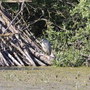 Black-crowned Night-heron