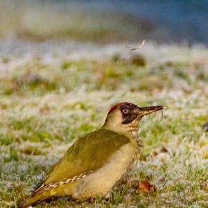 Eurasian Green Woodpecker