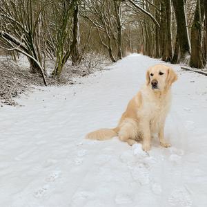 Retriever (Golden)