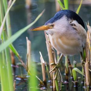 Little Bittern