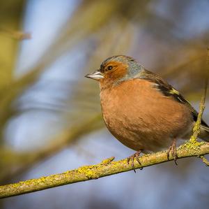 Eurasian Chaffinch