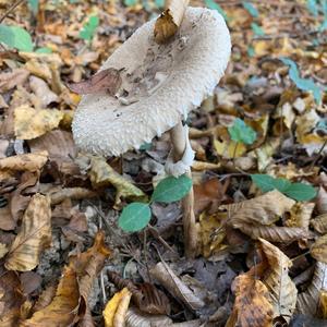 Parasol Mushroom