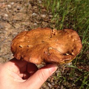 Variegated Bolete