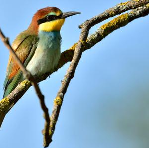 European Bee-eater