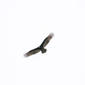 Turkey Vulture