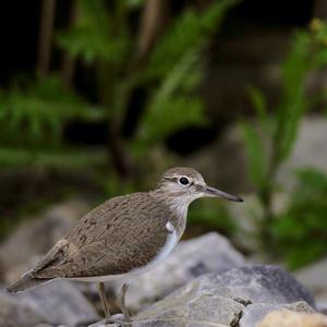 Common Sandpiper