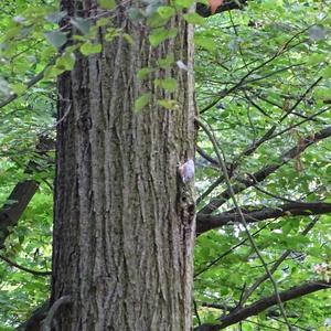 Wood Nuthatch