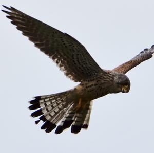 Common Kestrel