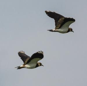 Northern Lapwing