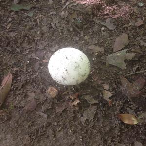 Giant Puffball