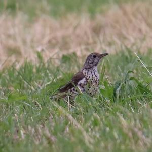 Mistle Thrush