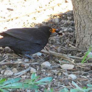 Eurasian Blackbird