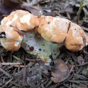 Hedgehog Fungus, Common