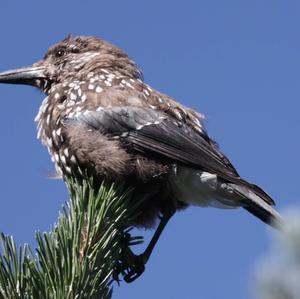 Spotted Nutcracker