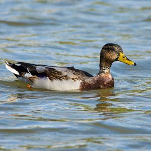 Mallard