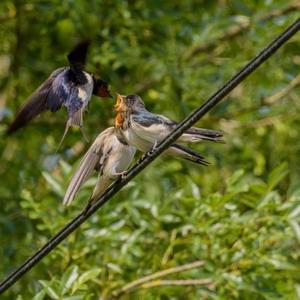 Barn Swallow