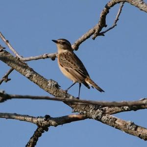 Whinchat