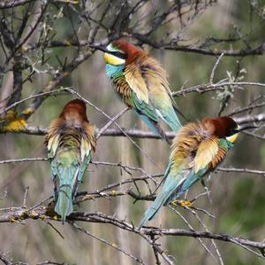 European Bee-eater