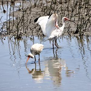 White Ibis