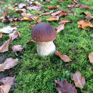 King Bolete