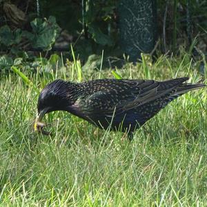 Common Starling